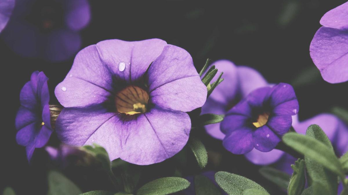 Iran österreich Diaspora Symbolbild zum Thema Iran österreich Diaspora