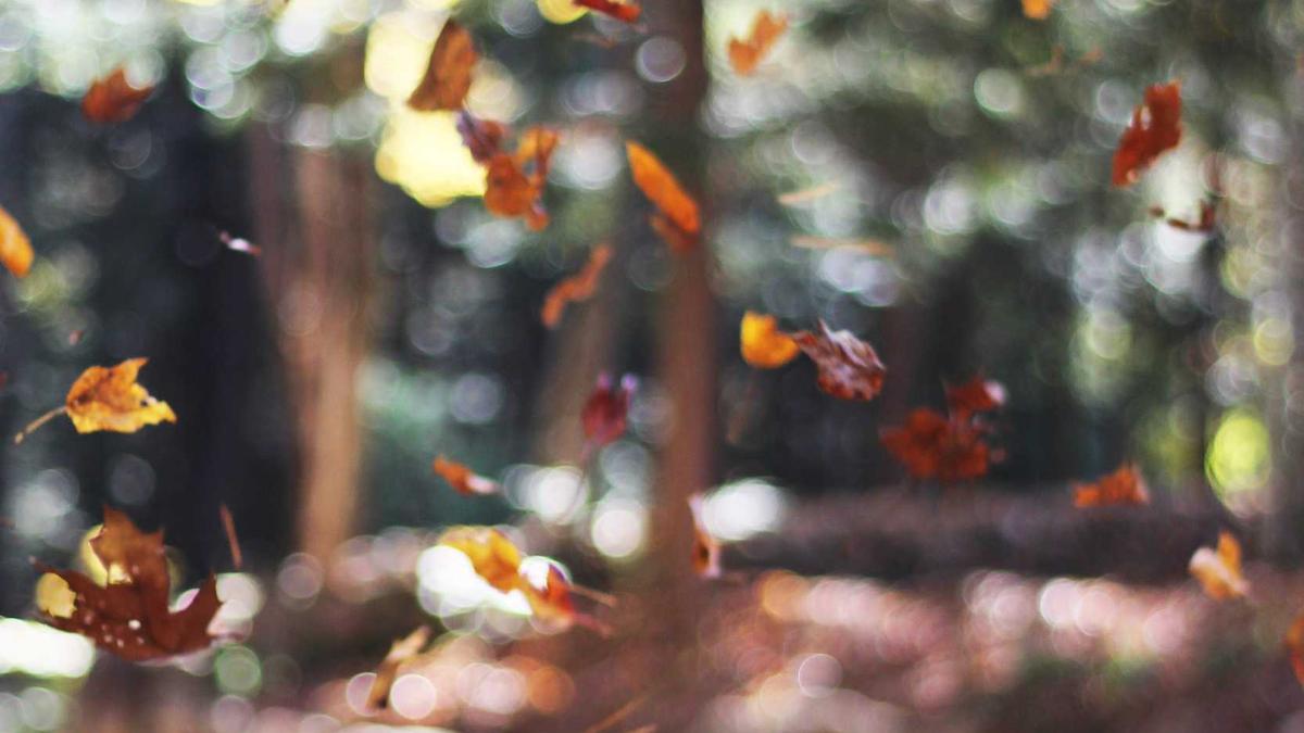 Illustration zu Bettina Zimmermann