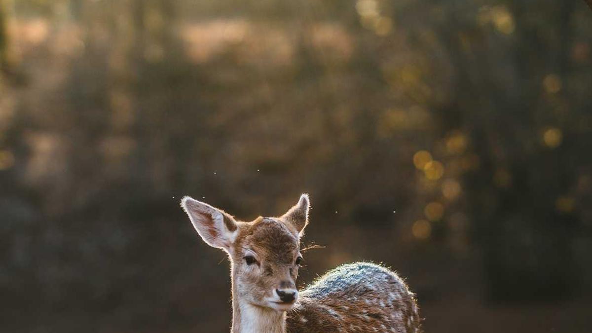 Symbolbild zum Thema Britney Spears Festnahme