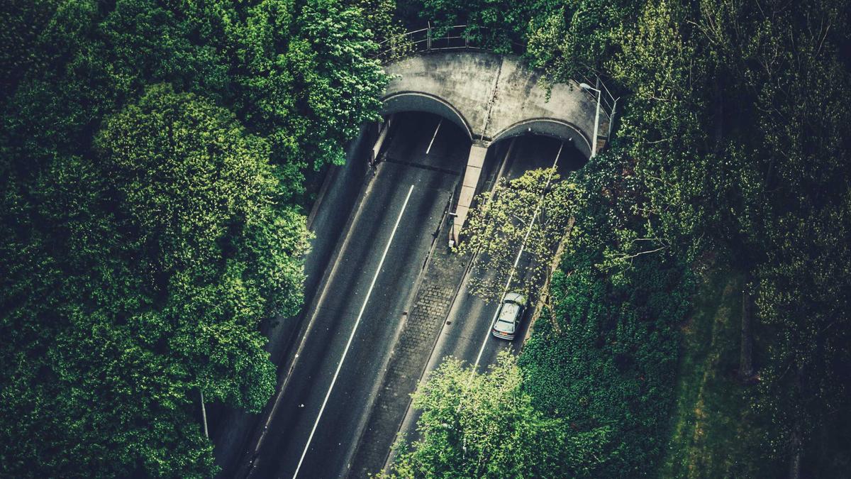 Symbolbild zum Thema Buckelwal Gestrandet