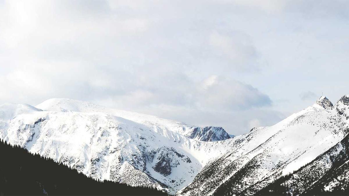 Detailansicht: Buckelwal Rettung
