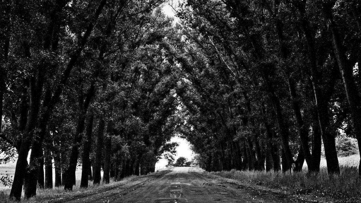 Detailansicht: Buckelwal Wismar