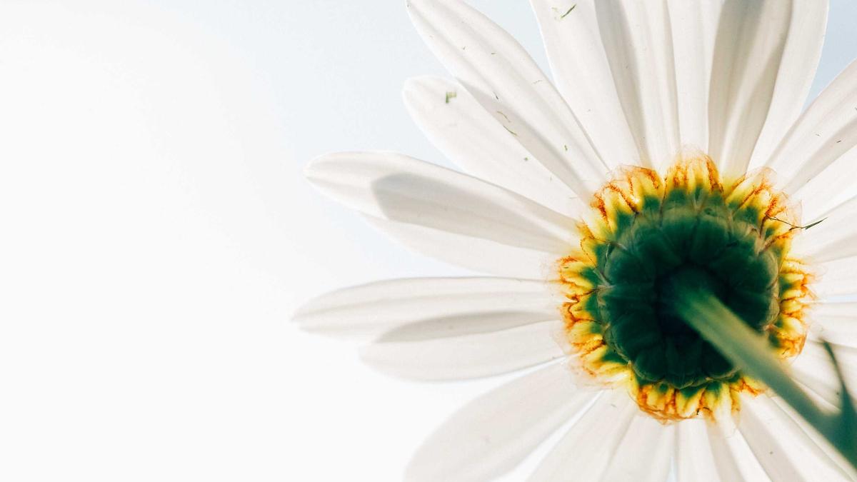 Detailansicht: Christina Block Sorgerechtsstreit