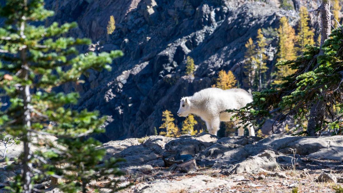 Couple Challenge Eklat Illustration zu Couple Challenge Eklat