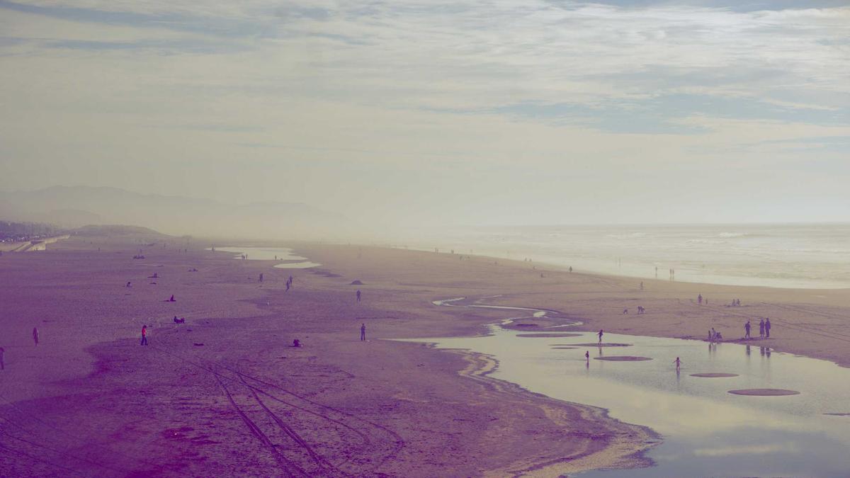 Symbolbild zum Thema Dingo