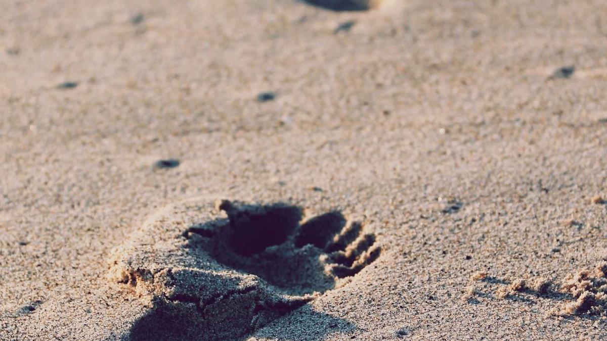 Drogenfund Brandenburg Detailansicht: Drogenfund Brandenburg