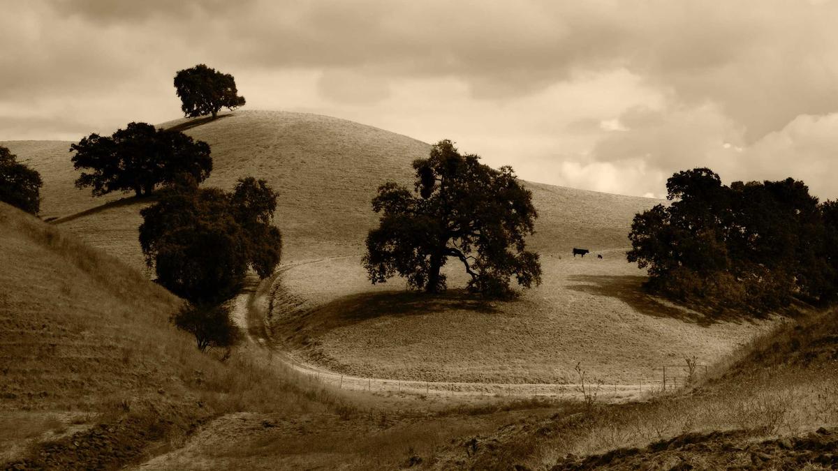 Symbolbild zum Thema Holstein – FCN
