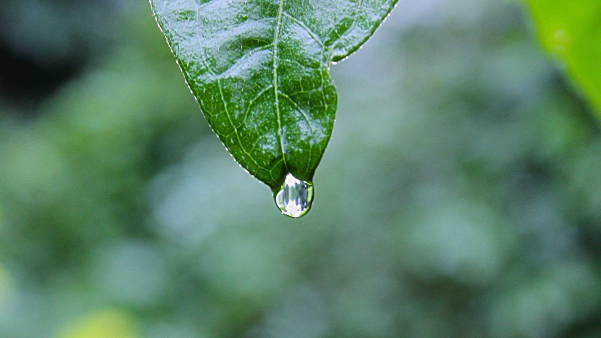 Illustration zu HSV Einzelkritik