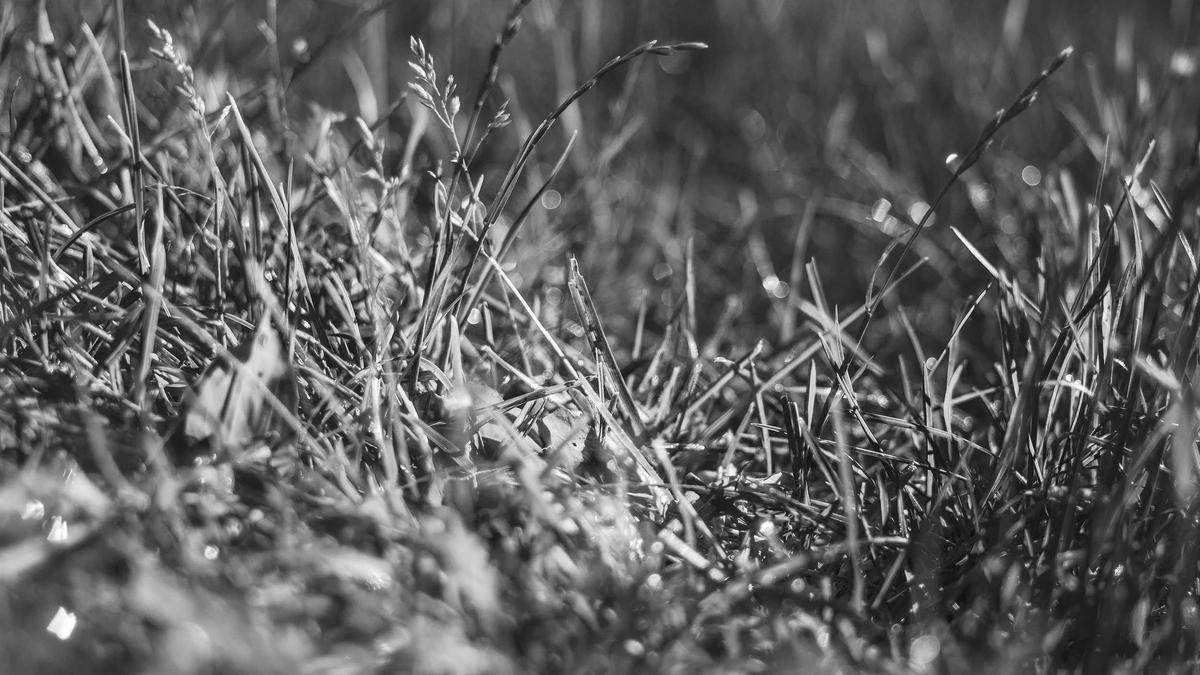 Detailansicht: Lieberknecht Entlassung