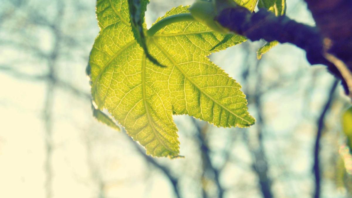 Detailansicht: Lottozahlen Samstag