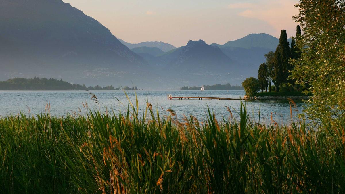 Detailansicht: Luzerne