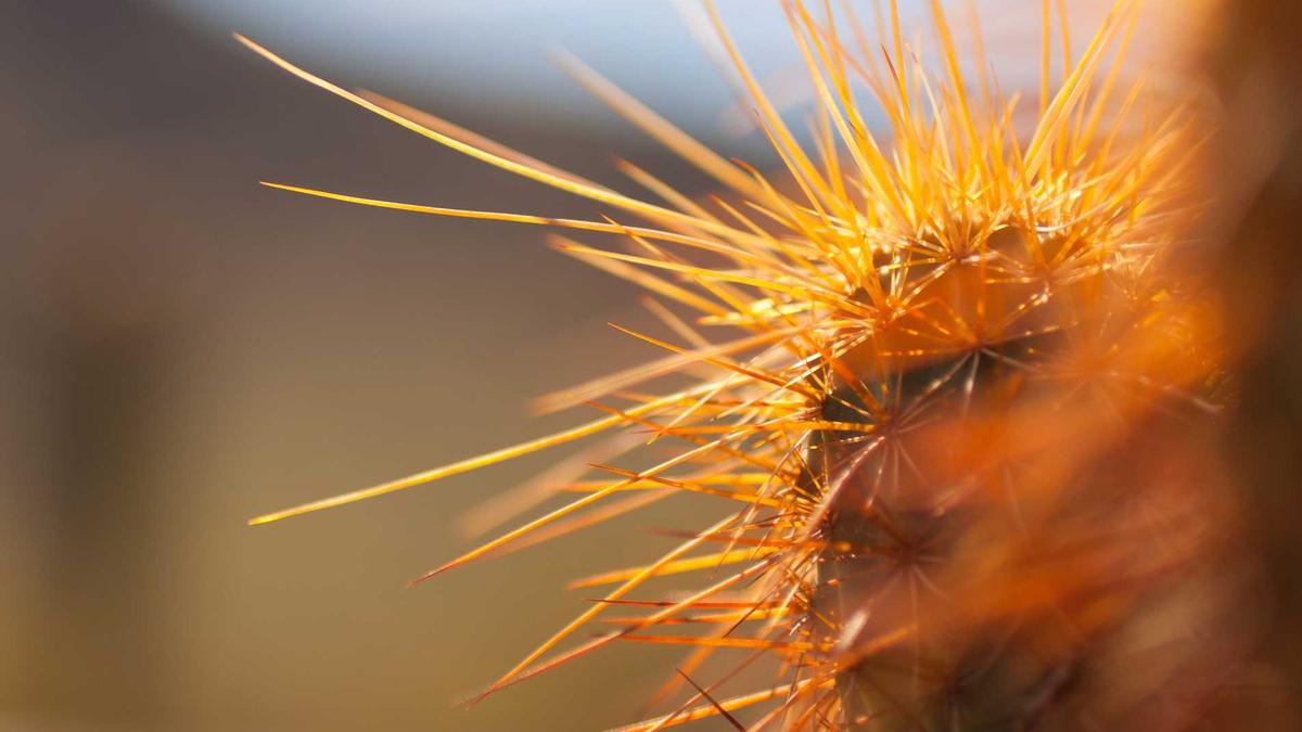 Detailansicht: Maischberger Gäste