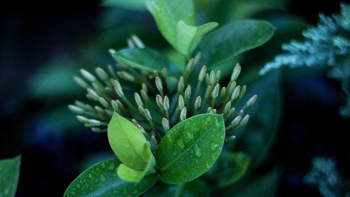 Illustration zu Pfefferspray Pokalspiel