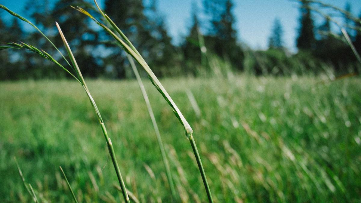 Detailansicht: Revolut Deutschland