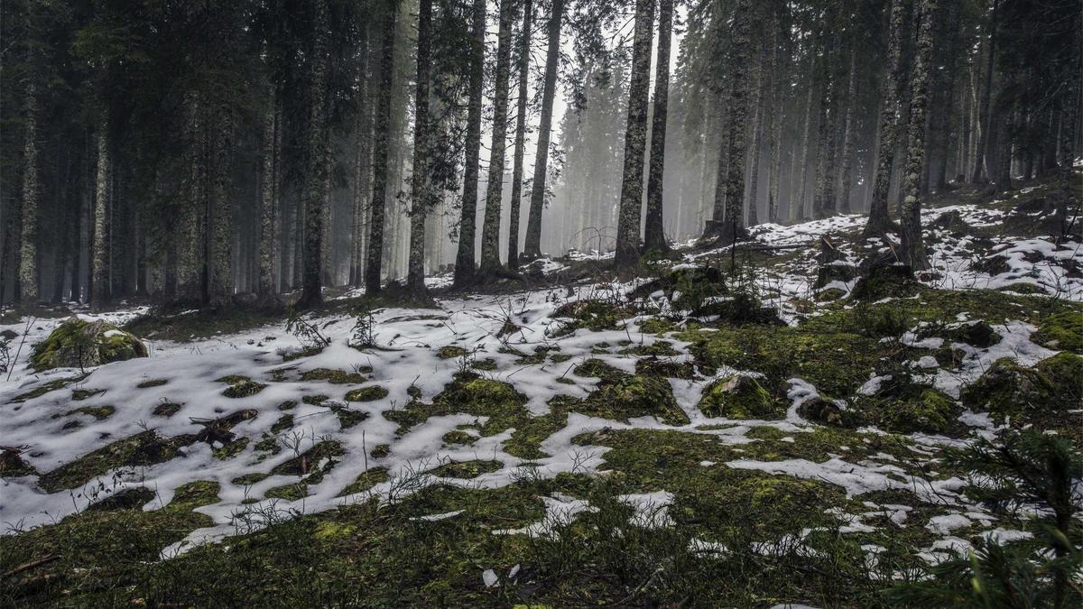 Symbolbild zum Thema Schalke – Arminia