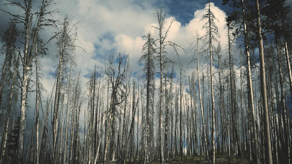 Detailansicht: Shahed Drohnen