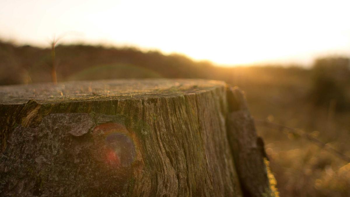 Detailansicht: Skeets Der Woche