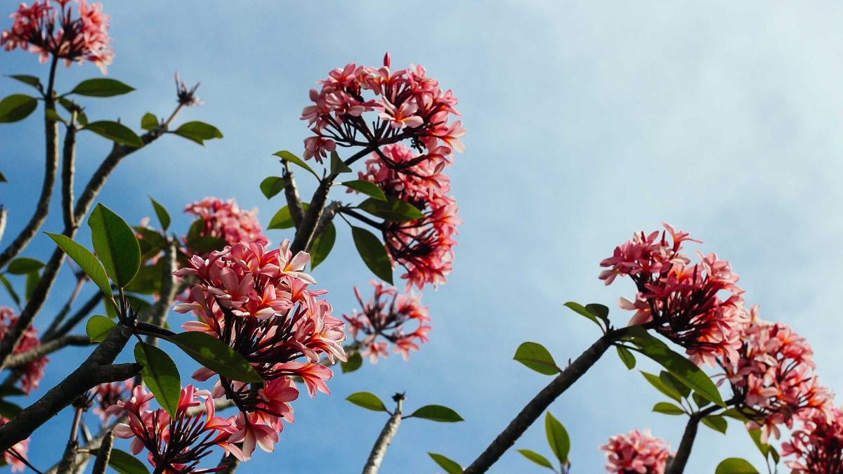 Illustration zu Spam Anrufe Erkennen