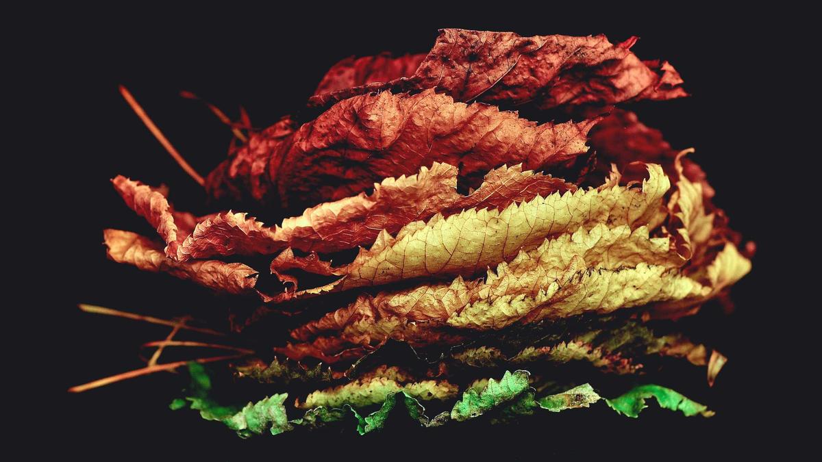 Illustration zu Tagesschau Heute