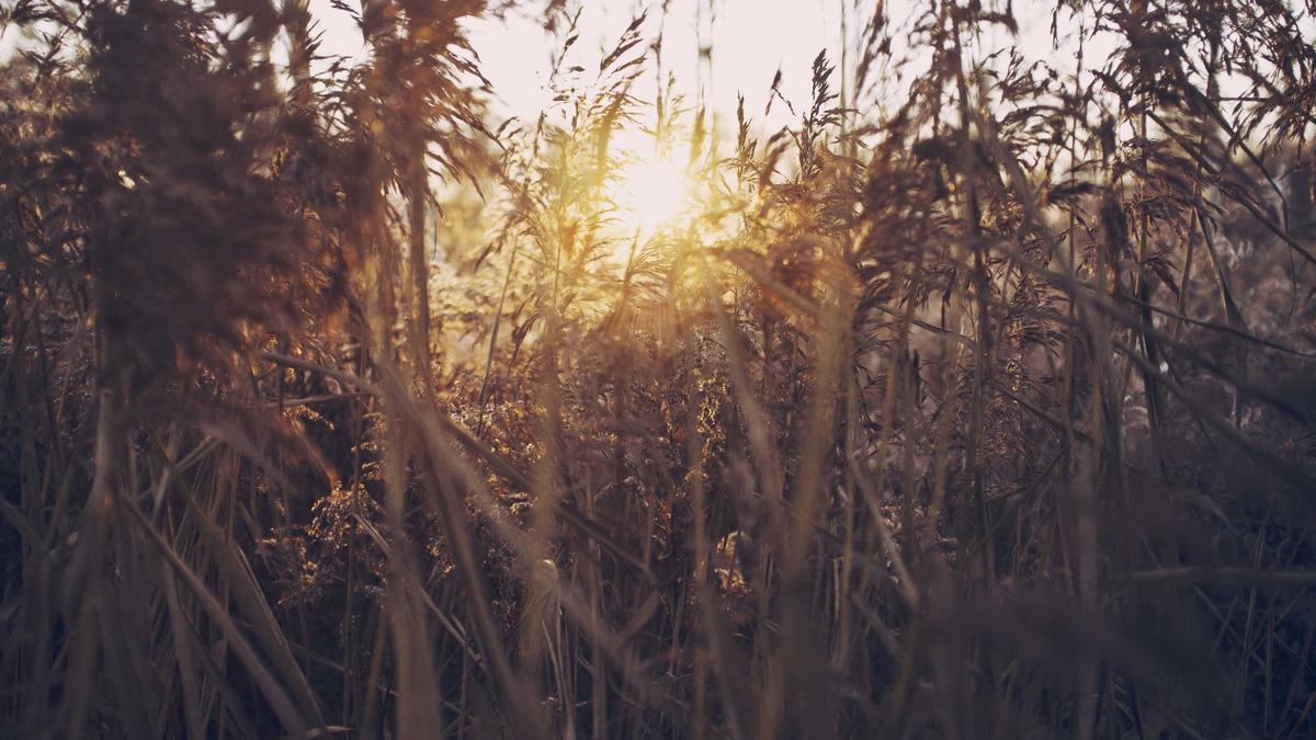 Detailansicht: Timmendorfer Strand Wal