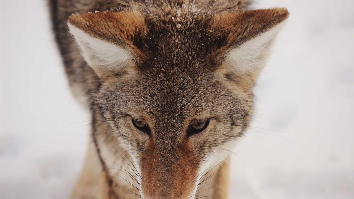 Detailansicht: Tötungsdelikt Raunheim