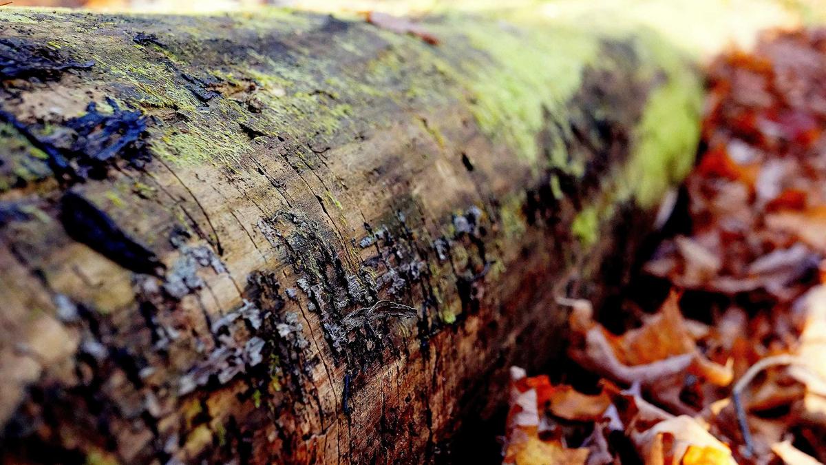 Symbolbild zum Thema Trump Epstein