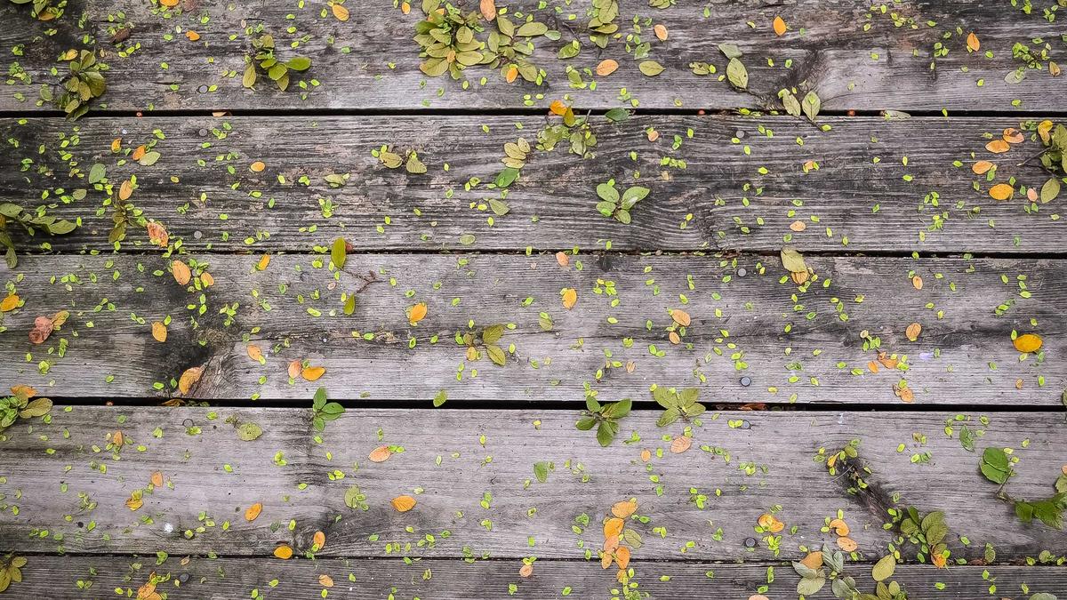 Illustration zu Ungarische Kriegsgefangene Freigelassen