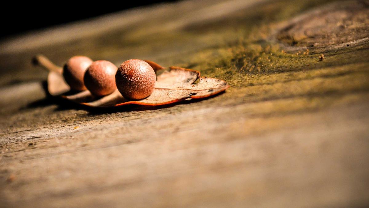 Illustration zu Viktoria Köln – 1860 München