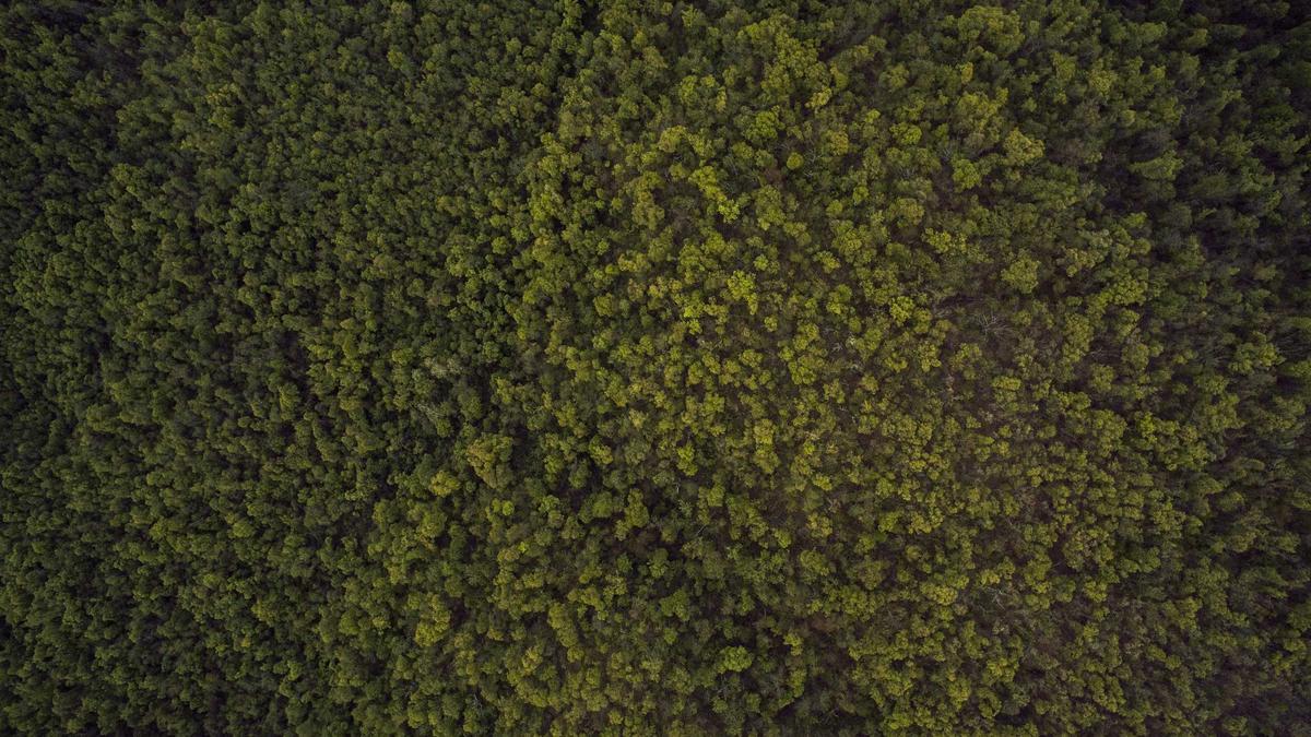 Detailansicht: Wöginger Prozess