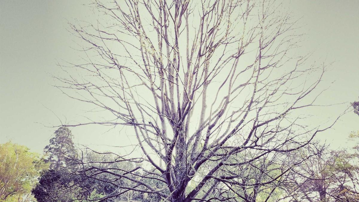 Dfb-pokal Frauen Symbolbild zum Thema Dfb-pokal Frauen