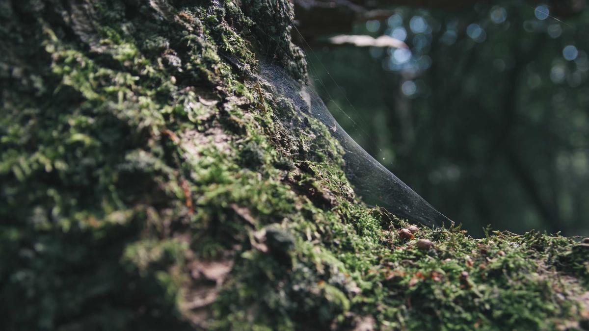 Illustration zu Dilara Kruse