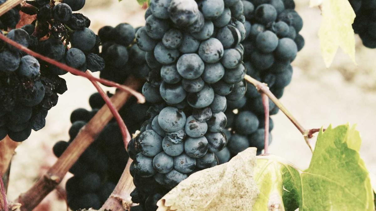 Detailansicht: Fruchtaufstrich