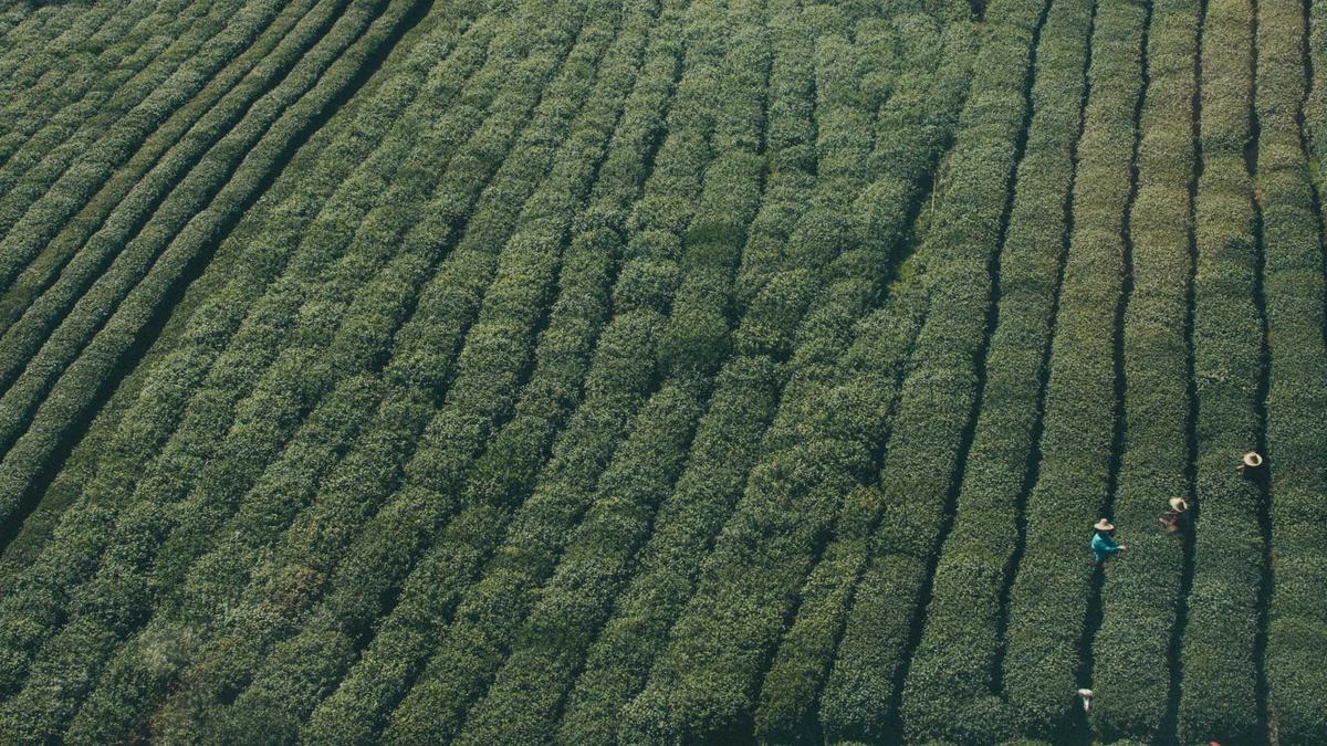 Detailansicht: Gesellschaftliches Mitgefühl