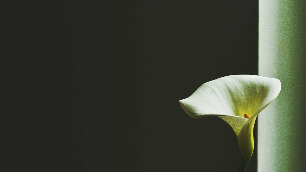 Detailansicht: Grand Theft Auto Vi