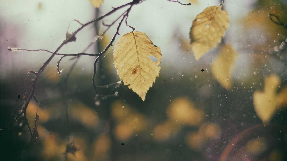 Symbolbild zum Thema LSG VS RCB