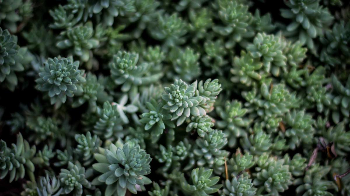 Illustration zu Migros Käse Rückruf Salmonellen