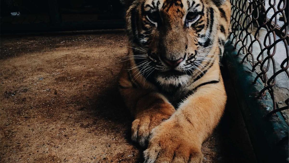 Illustration zu Spritpreise Bundesregierung