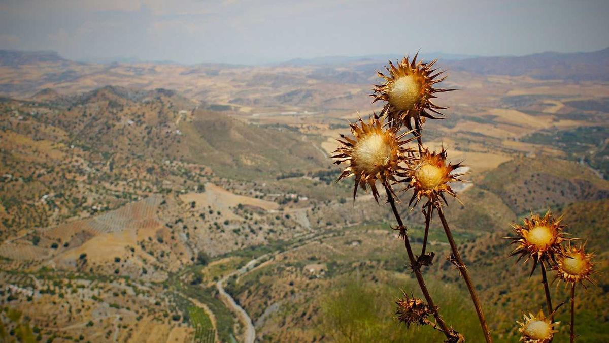 Illustration zu Starfield Terran Armada