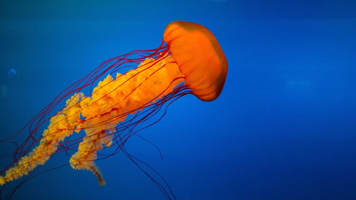 Symbolbild zum Thema Suns – Warriors