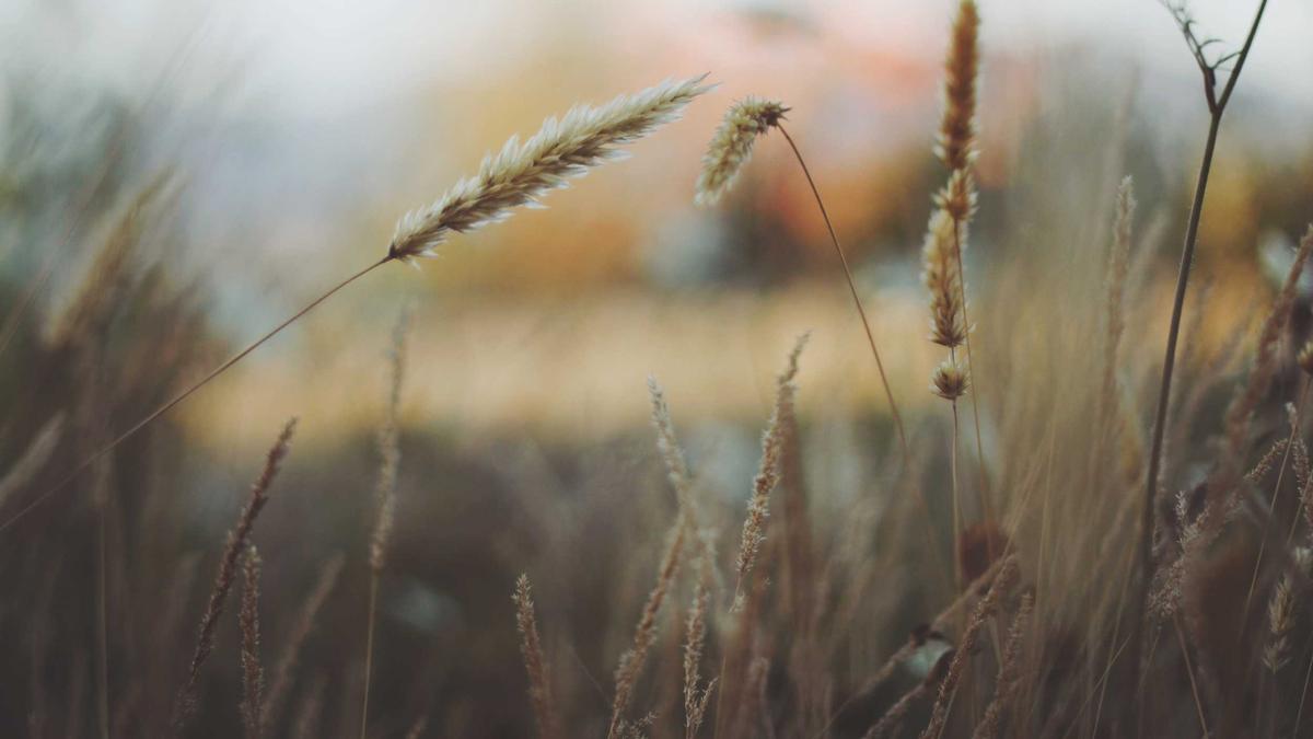 Illustration zu Tatort Kommissare Affären