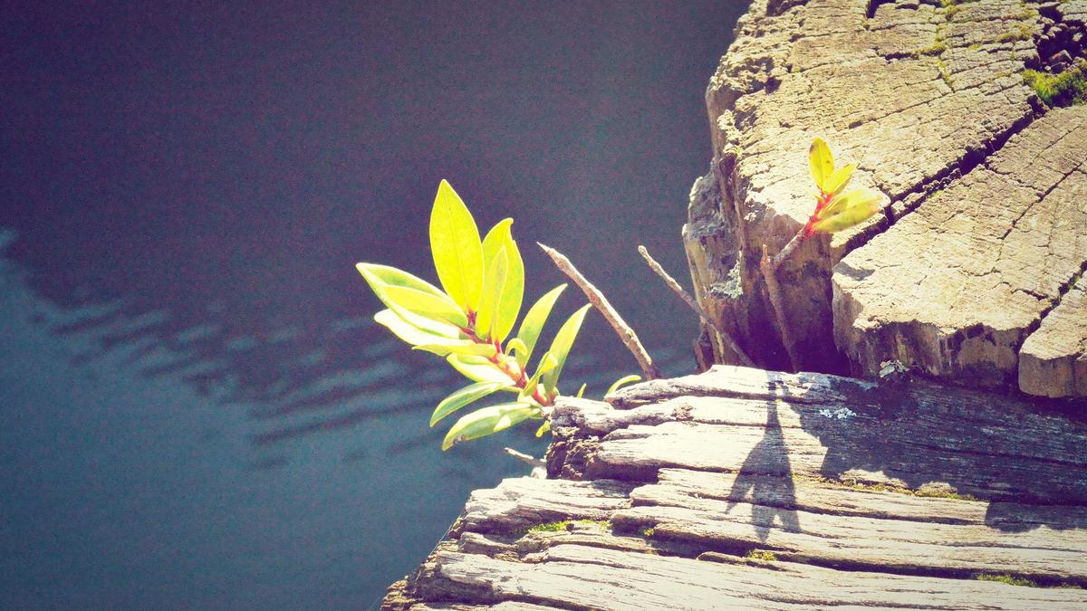 Illustration zu Wetten, Dass