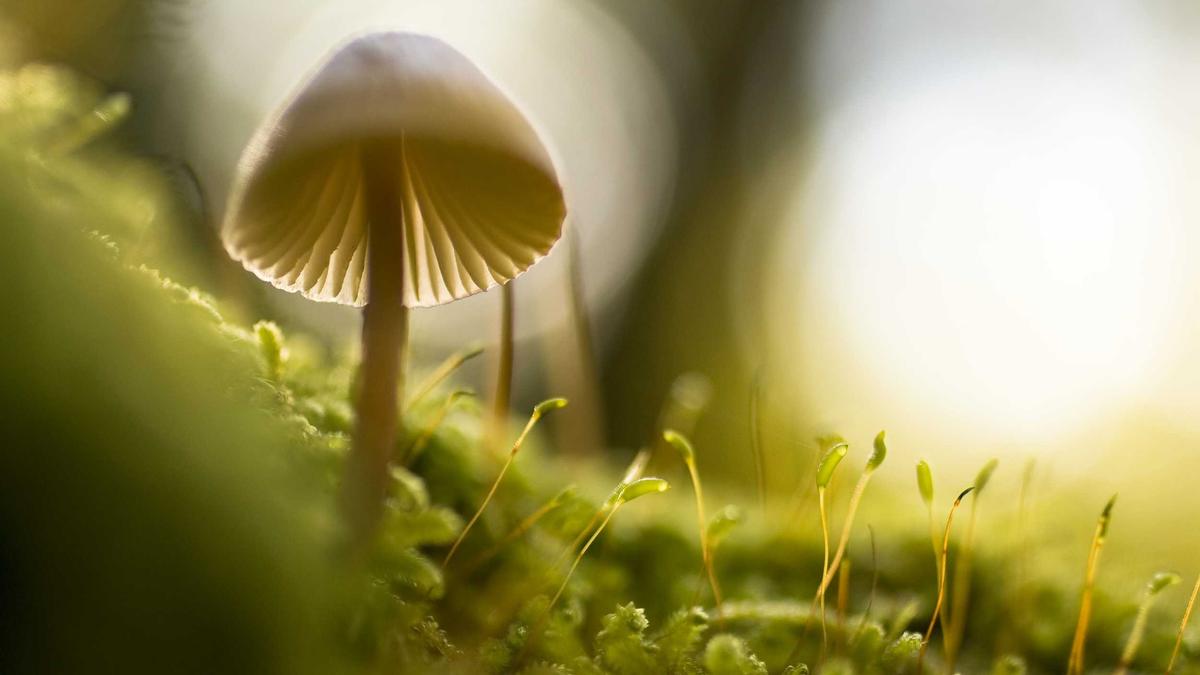Detailansicht: Bornavirus