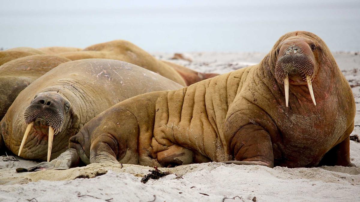 Symbolbild zum Thema Lazio - Inter